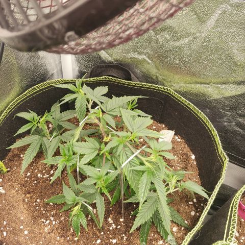 Watermelon Candy growlog timeline photo