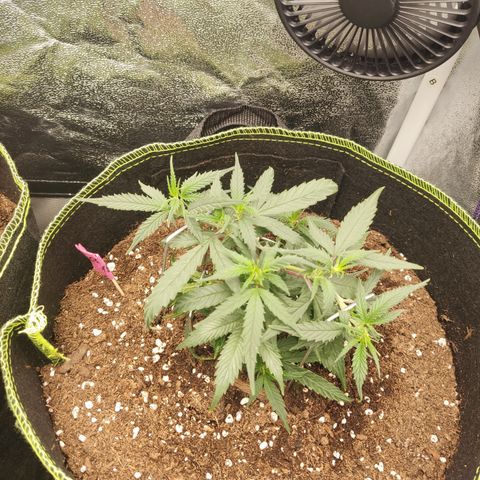 OG18 growlog timeline photo