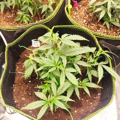 Big Bud growlog timeline photo