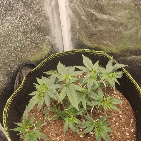 Watermelon Candy growlog timeline photo