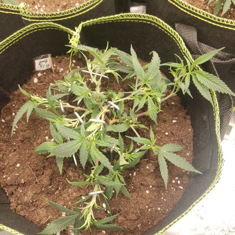 Big Bud growlog timeline photo