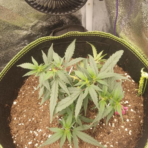 OG18 growlog timeline photo