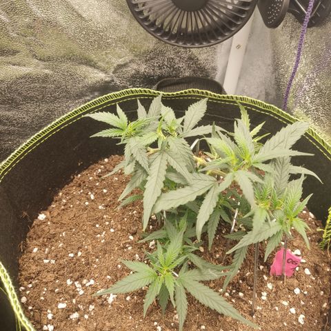 OG18 growlog timeline photo