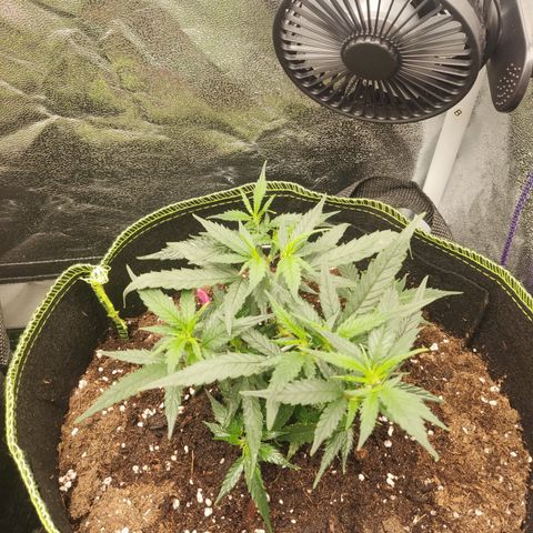 OG18 growlog timeline photo