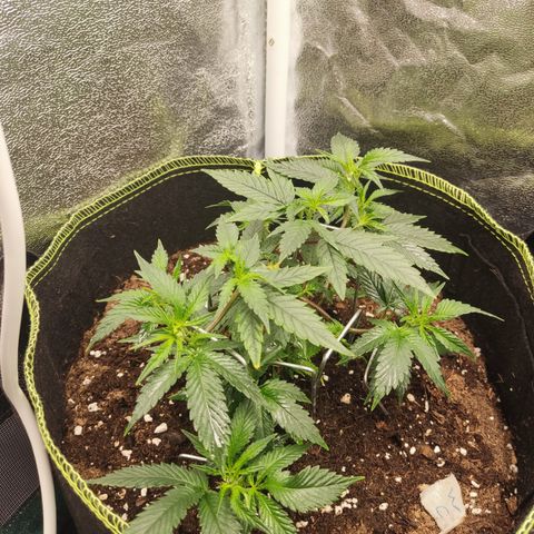 Watermelon Candy growlog timeline photo