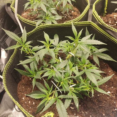 Big Bud growlog timeline photo