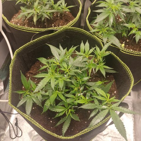 Big Bud growlog timeline photo