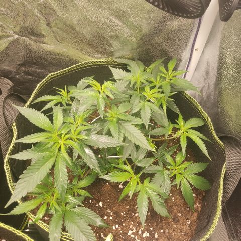 Watermelon Candy growlog timeline photo