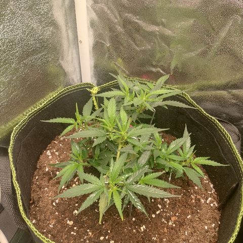 OG18 growlog timeline photo