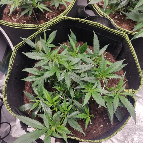 Big Bud growlog timeline photo
