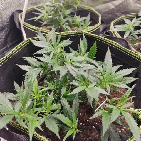 Big Bud growlog timeline photo