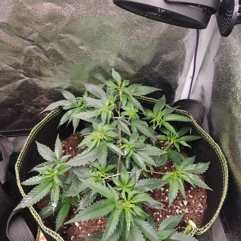 Watermelon Candy growlog timeline photo