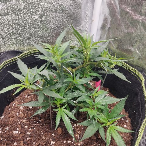 OG18 growlog timeline photo