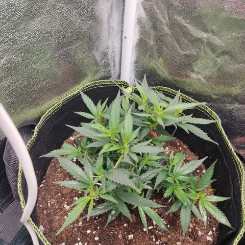 OG18 growlog timeline photo