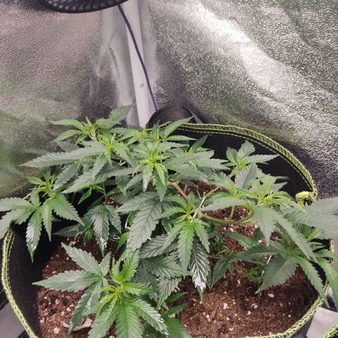 Watermelon Candy growlog timeline photo