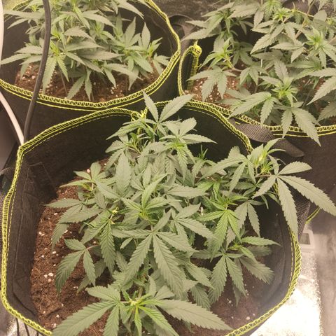Big Bud growlog timeline photo