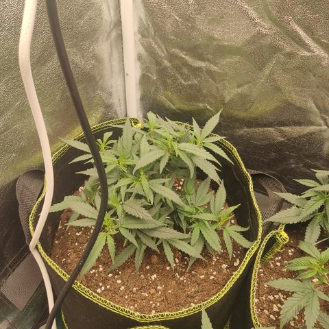 OG18 growlog timeline photo