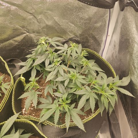 Watermelon Candy growlog timeline photo