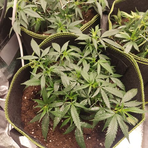 Big Bud growlog timeline photo