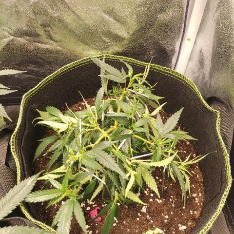 OG18 growlog timeline photo