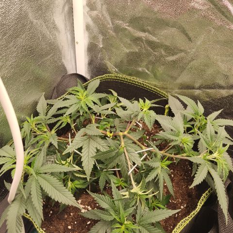 Watermelon Candy growlog timeline photo