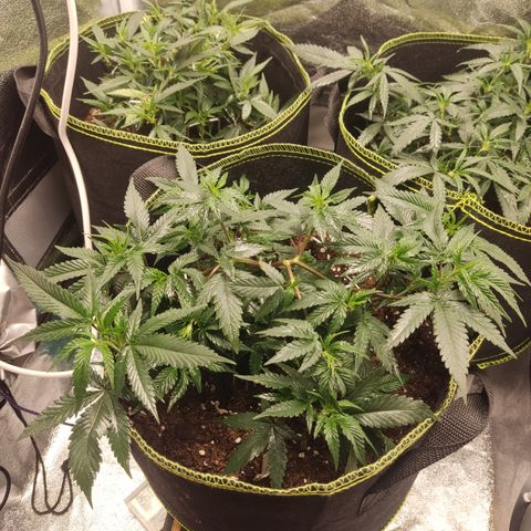 Watermelon Candy growlog timeline photo