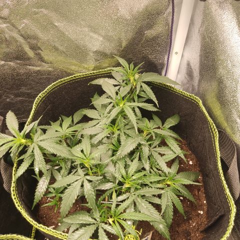 Big Bud growlog timeline photo