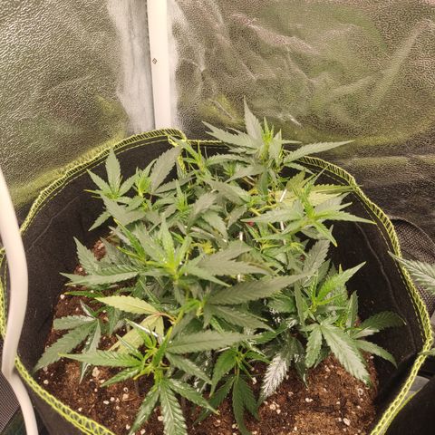 OG18 growlog timeline photo