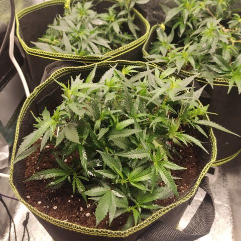 OG18 growlog timeline photo