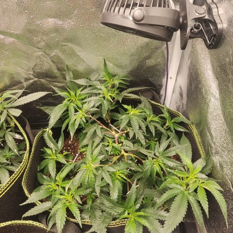 Watermelon Candy growlog timeline photo