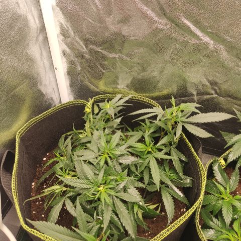 Big Bud growlog timeline photo