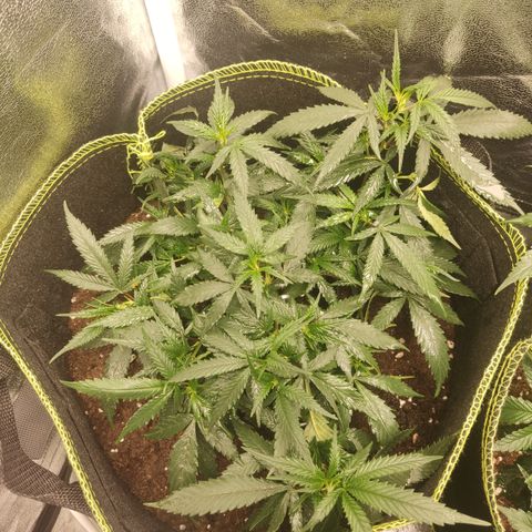 Big Bud growlog timeline photo