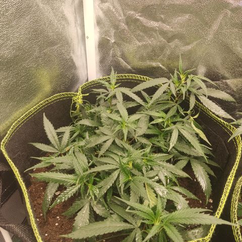 Big Bud growlog timeline photo