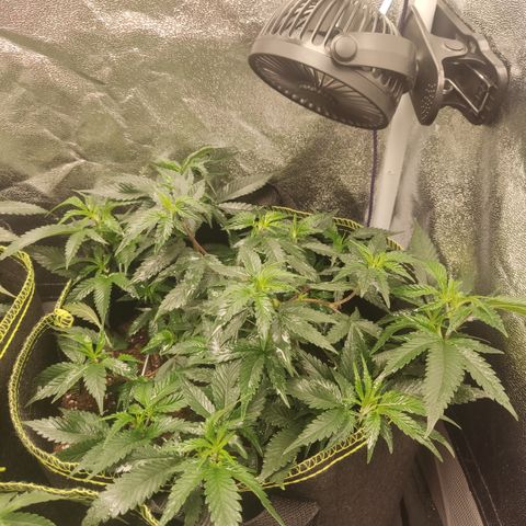 Watermelon Candy growlog timeline photo