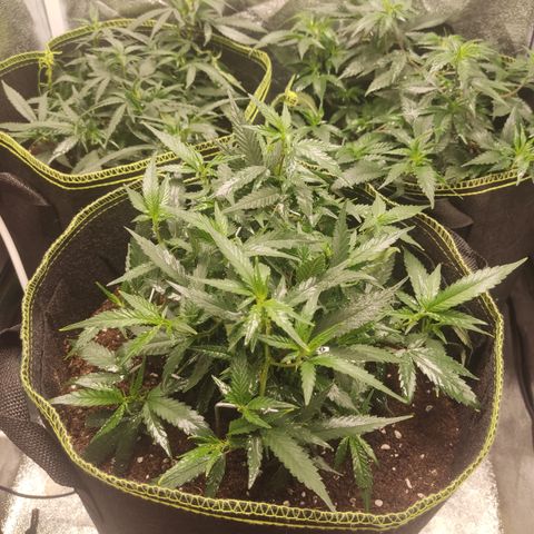 OG18 growlog timeline photo