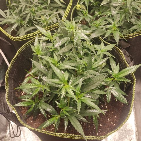 OG18 growlog timeline photo