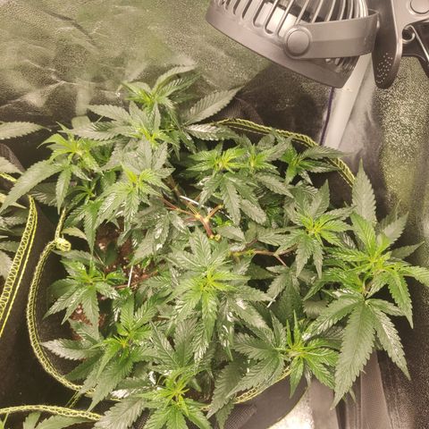 Watermelon Candy growlog timeline photo
