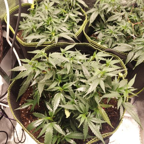 OG18 growlog timeline photo