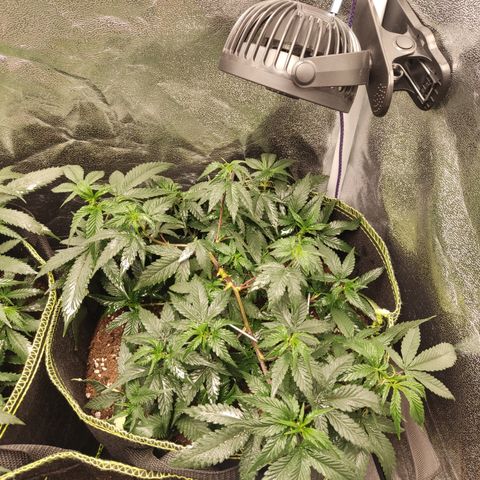 Watermelon Candy growlog timeline photo