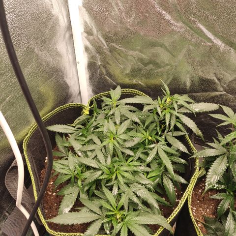 Big Bud growlog timeline photo