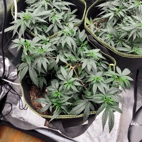 Watermelon Candy growlog timeline photo