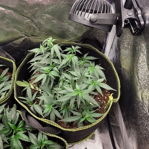 OG18 growlog timeline photo