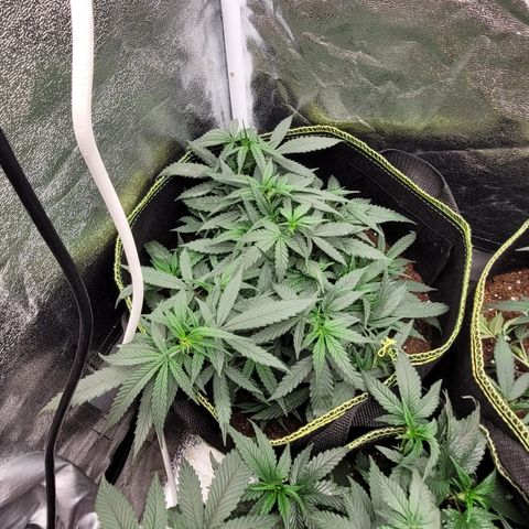 Big Bud growlog timeline photo