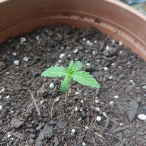 Apple Fritter Automatic growlog timeline photo