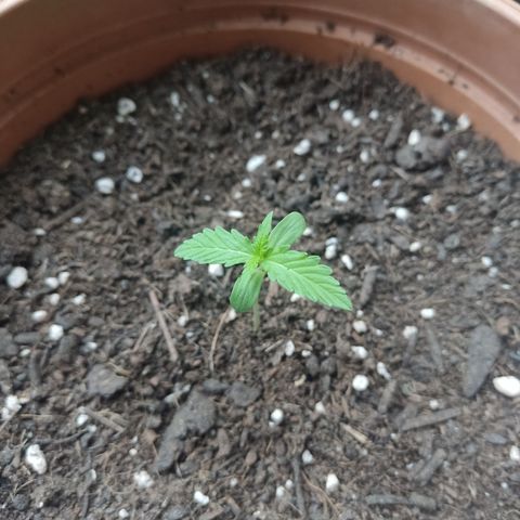 Apple Fritter Automatic growlog timeline photo