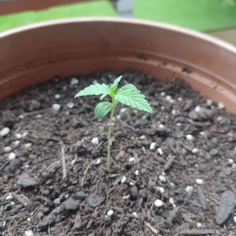 Apple Fritter Automatic growlog timeline photo