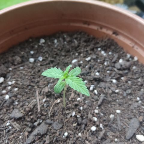 Apple Fritter Automatic growlog timeline photo