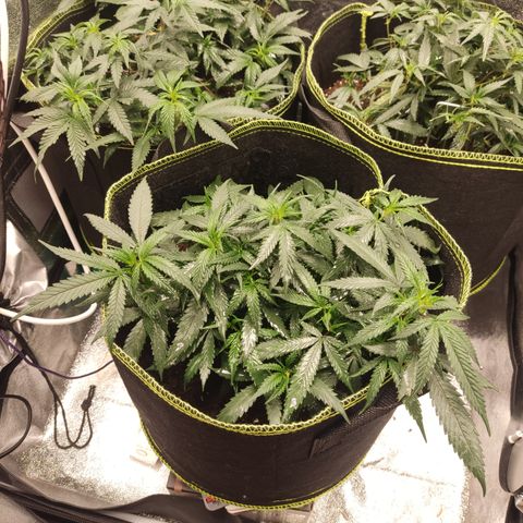 Big Bud growlog timeline photo