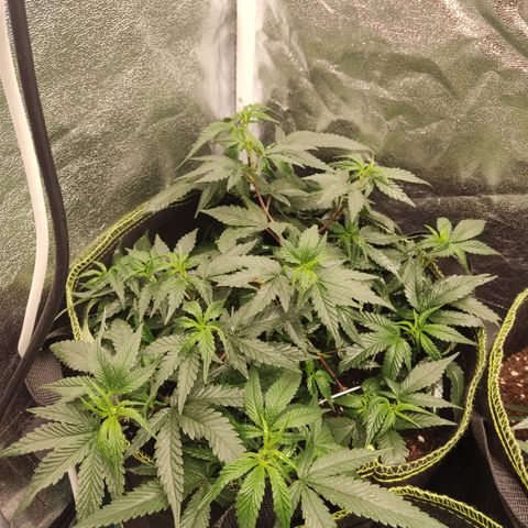 Watermelon Candy growlog timeline photo