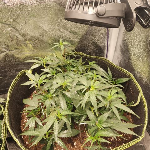 OG18 growlog timeline photo